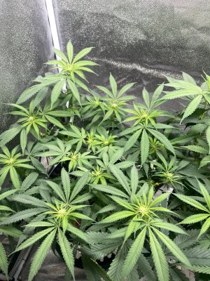 IMG_2735.jpeg