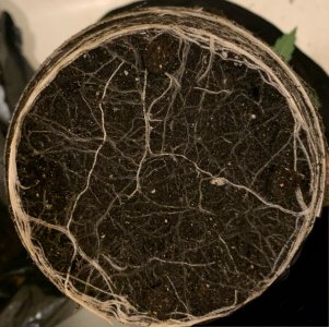 roots01.jpg