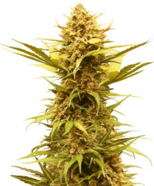 Critical XXL AUTO.jpg