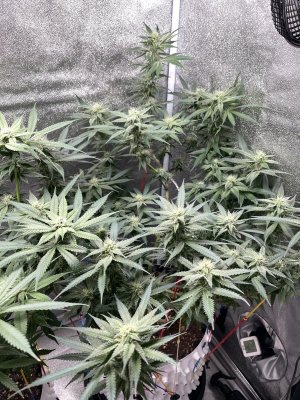 IMG_3796.jpeg