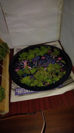 IMG_20240430_060414.jpg