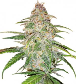 mandarine thugee.jpg mandarine thugee.jpg