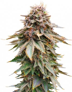 blackberry moonrocks.jpg