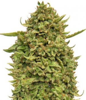 pineapple chunk.jpg