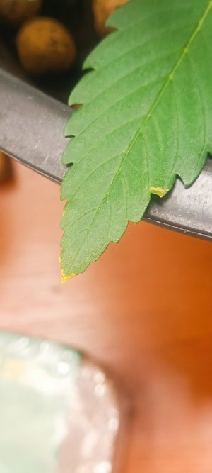 IMG_20240529_124702.jpg