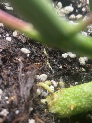 roots.jpeg
