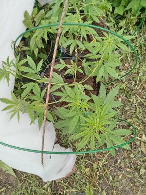 IMG_20240623_130755.jpg