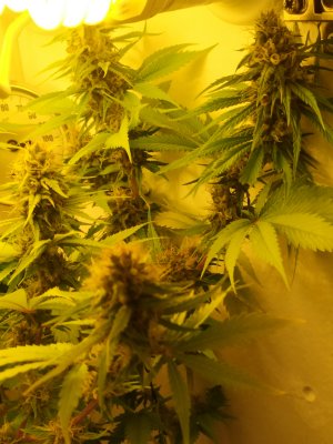 IMG_20240625_201026.jpg