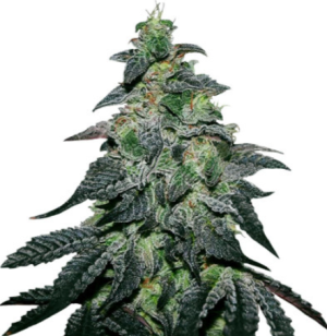 1721836331970.png