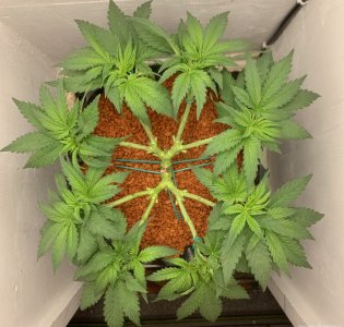 IMG_0730.jpeg.af09ea9aaf9a9ec4a45239ac4a63c35d.jpeg