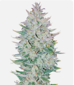 originalautoogkush.png