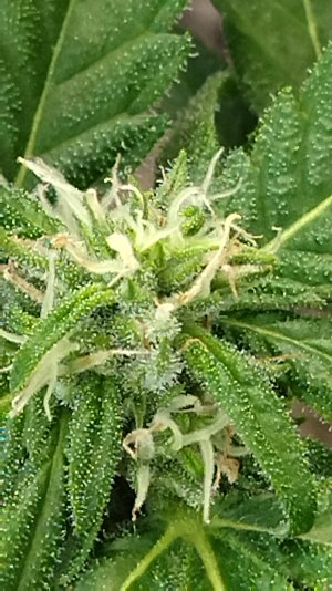 IMG_20240913_163441.jpg