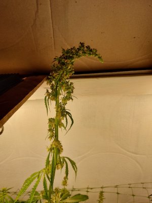 20241019_215019.jpg