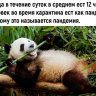 Verner